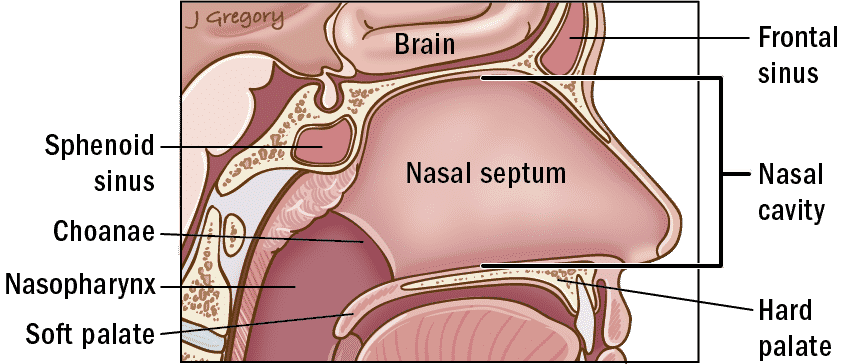 parts of the nose septum