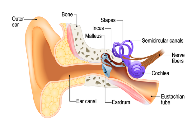 Congenital stapes suprastructure fixation presenting with