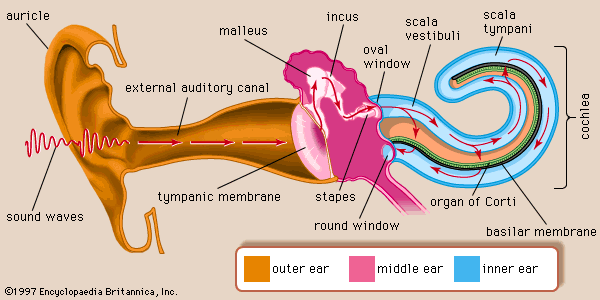PHYSIOLOGY OF HEARING