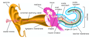 Ear - PHYSIOLOGY OF HEARING - Dr. Meenesh Juvekar - ENT Specialist