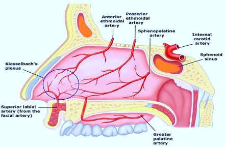 nasopalatine artery