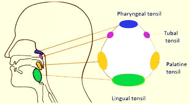 Parts of Waldeyer's Lymphatic Ring Diagram | Quizlet